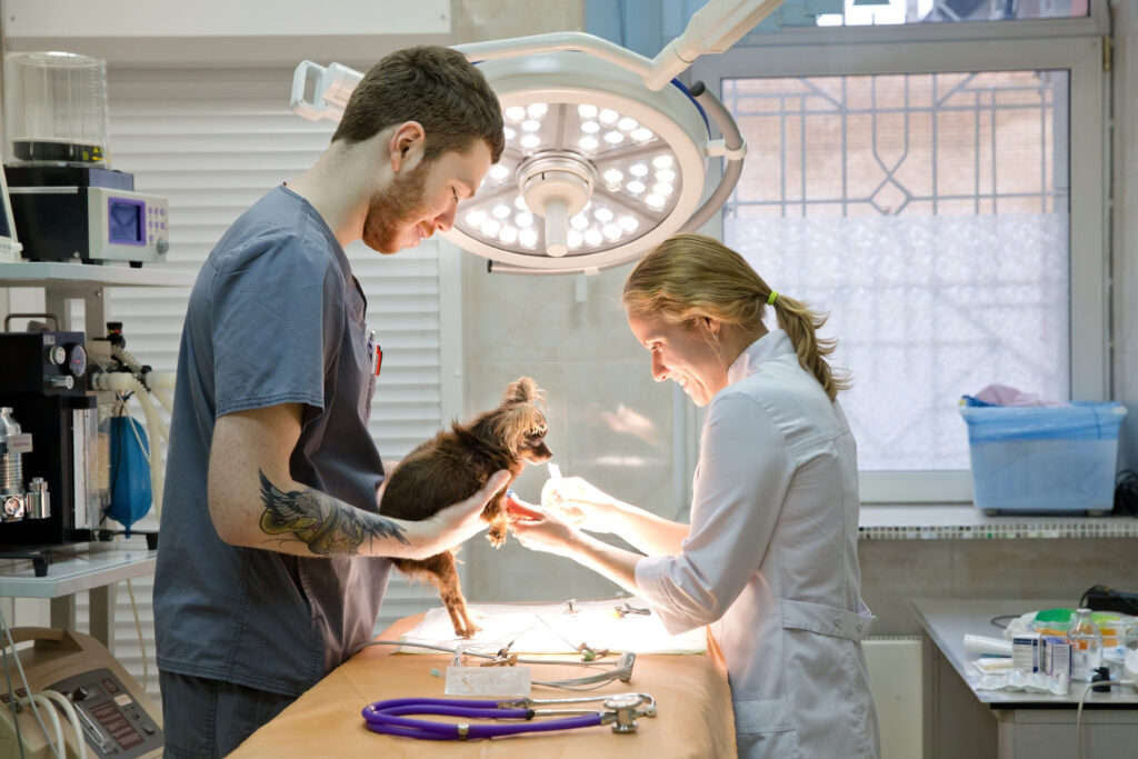 Veterinary team examining a small dog in a clinic, a growing business that can use working capital loans to invest in equipment and staffing