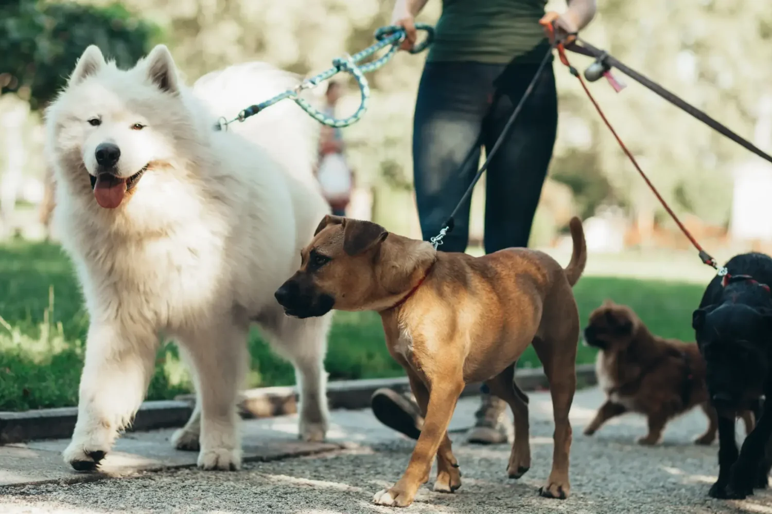 pet care pricing banner